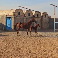 اسب مادیان عرب