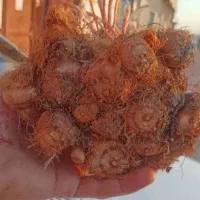 ۹۰ کیلو پیاز زعفران تربت