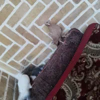 چند عدد کفتر درجه یک|پرنده|اردکان, |دیوار