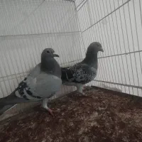 چهارتا کبوتر|حیوانات|کلاله, |دیوار