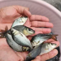 اصلاح نژاد پرورشی