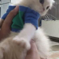 گربه اسکاتیش شناسنامه دارد