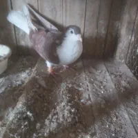 کبوتر|پرنده|قم, شهرک قدس|دیوار