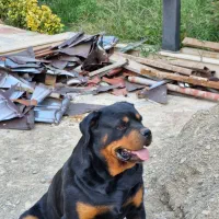 سگ روت از پدر مادر  اصیل|سگ|هشتگرد, هشتگرد قدیم|دیوار