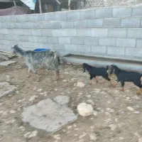 دوتا بز باکهره بزرگ دوتا میش