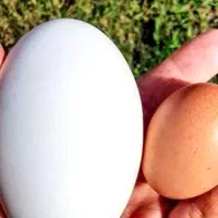 تخم نطفه دار قوغاز قبقب دار گوشتی