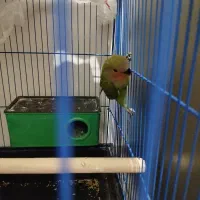 طوطی برزیلی اوپال|پرنده|فردیس, ثابتی|دیوار