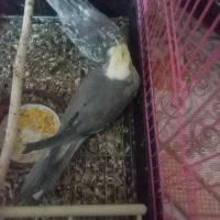 ۱ یی جفت عروس هلندی|پرنده|فارسان, |دیوار