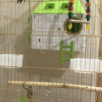 قفس پرنده|لوازم جانبی حیوانات|ری, شهرری|دیوار