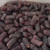 خرما پیارم لوکس حاجی اباد.. هرمزگان