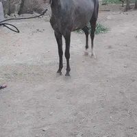 کره مادیان عرب 2ساله