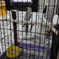 عروس هلندی ومرغ عشق|پرنده|ملارد, |دیوار