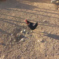 خروس مشکی|حیوانات مزرعه|زاویه, |دیوار