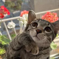واگذاری گربه|گربه|قزوین, |دیوار
