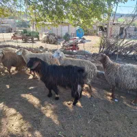 گوسفندان|حیوانات مزرعه|اسلام آباد, |دیوار