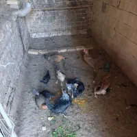 مرغ جوجه