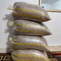 لوبیا چیتی محلی