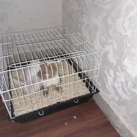 خرگوش جرسی|موش و خرگوش|بجنورد, |دیوار