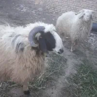 فقط،کله پاچه موجود تازه تازه