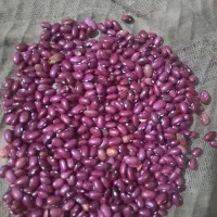 لوبیا قرمز|خوردنی و آشامیدنی|درودزن, |دیوار