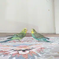 مرغ عشق دستی