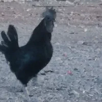 فروش تعدادی مرغ و خروس و غار