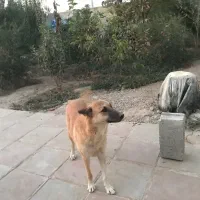 واگذاری سگ نگهبان|سگ|پاکدشت, پاکدشت (مامازند)|دیوار