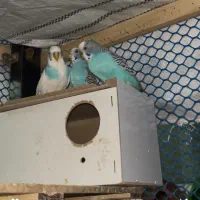 مرغ عشق|پرنده|یزد, |دیوار