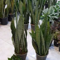 سانسوریا شمشیری سبز پُرغلاف پُر برگ|گل و گیاه طبیعی|قم, نیروگاه|دیوار