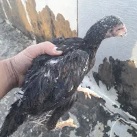 جوجه لاری اصل