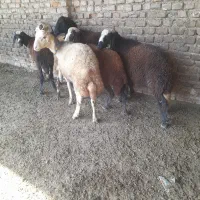 بره نر وماده توقلی