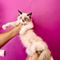 گربه رگدال|گربه|تهران, چیتگر شمالی|دیوار