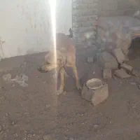 توله سرابی هیکل ۹ماهه نر موقعیت شهرستان فریمان|سگ|مشهد, نوفل لوشاتو|دیوار