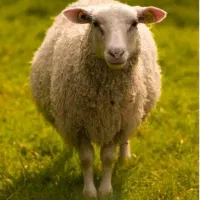 گوسفند زنده و مرغ و خروس
