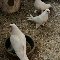 فروش فوری کبوتر سفید پشت سیا