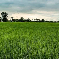 یک هکتار زمین کشاورزی|فروش دفتر صنعتی، کشاورزی، تجاری|رشت, لاکان|دیوار