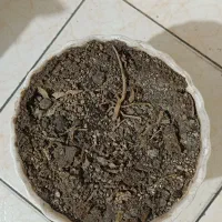 گلدان|گل و گیاه طبیعی|تهران, فردوسی|دیوار