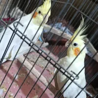 عروس هلندی لوتینو