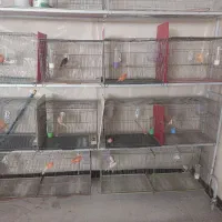 تعدادی قناری