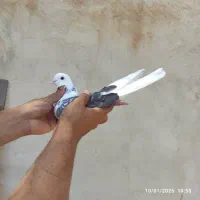 کبوتر کفتر ماده پشت سنگی عتیقه|پرنده|هشتگرد, فاز ۱ مهستان|دیوار