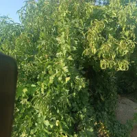 مدارک پیدا شده