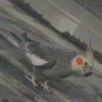 عروس هلندی سینامون سخنگو