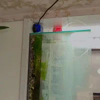 آکواریوم ماهی