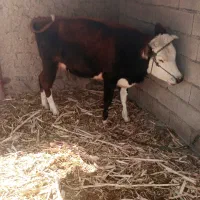 گاو فروشی شش هفت ماه که بارادر|حیوانات مزرعه|بیرک, |دیوار