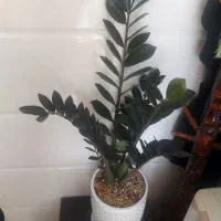 گل طبیعی،سانسوریا،زاموفیلیا،یوکا،کاکتوس