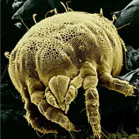 شرکت پسما با مجوز رسمی نابودی حشرات ساختمانی|خدمات نظافت|قائمشهر, |دیوار