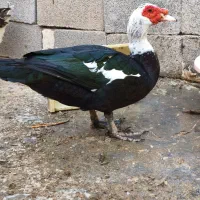 قوقاز(غوغاز) و اردک روسی(اردک خارجی)|حیوانات مزرعه|شوشتر, |دیوار