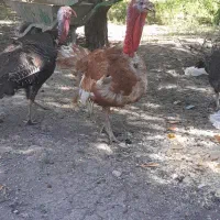 فروش بوقلمون