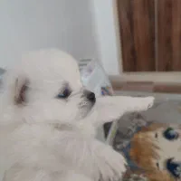 توله سگ جیبی پامر عروسکی