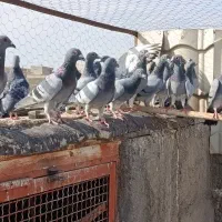 کبوتر پلاکی یا المانی